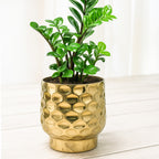 Gold Metal Planter for Indoor , Living Room & Office Decor