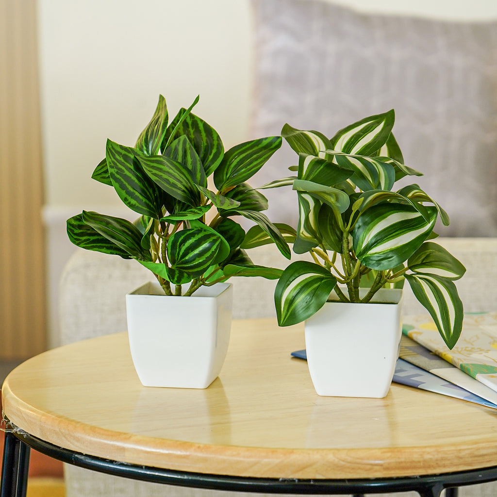 Artificial Green Dracaena Plants with Pots for Home & Office Decor (Set of 2)