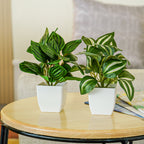 Artificial Green Dracaena Plants with Pots for Home & Office Decor (Set of 2)