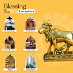 Pure Brass Kamdhenu Cow with Calf Idol for Vastu, Pooja & Home Decor