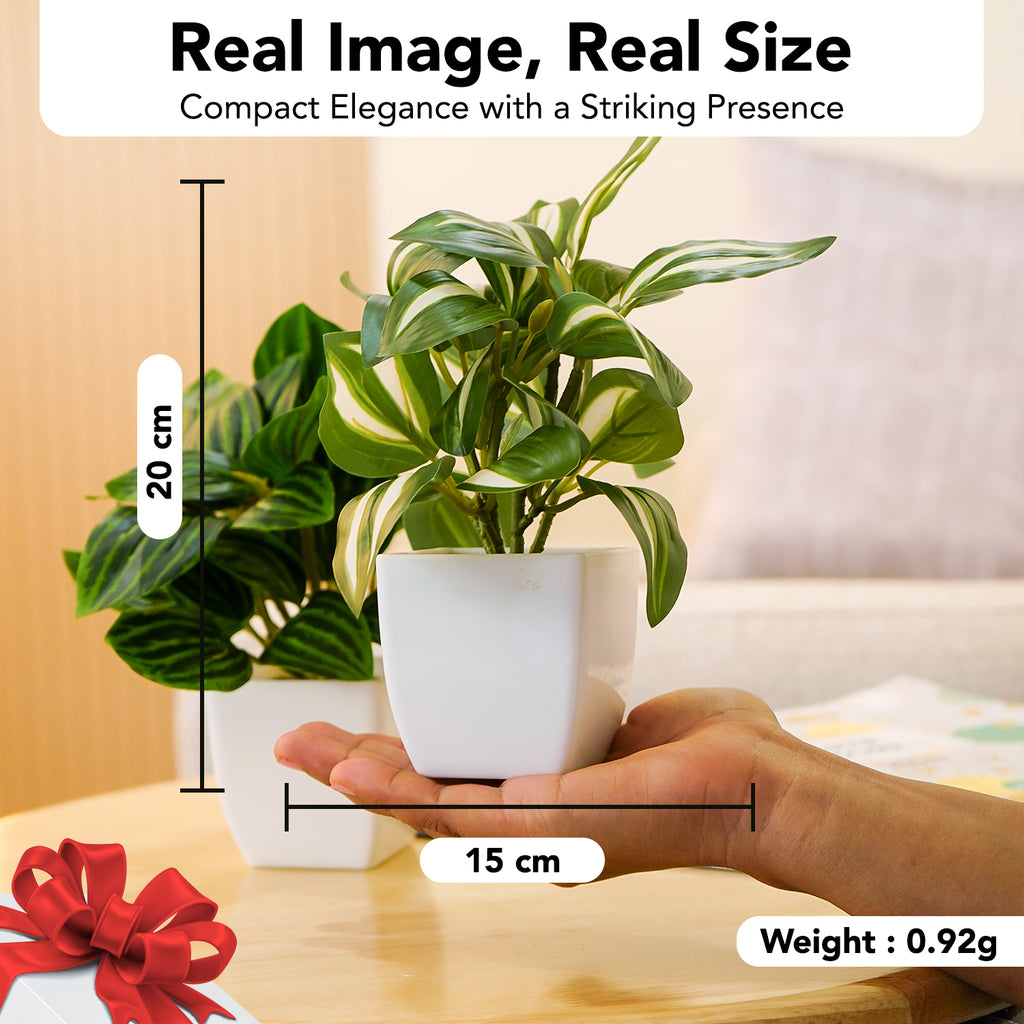 Artificial Green Dracaena Plants with Pots for Home & Office Decor (Set of 2)