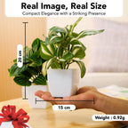 Artificial Green Dracaena Plants with Pots for Home & Office Decor (Set of 2)