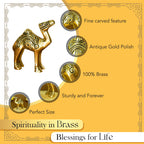 Pure Brass Camel Showpiece for Home, Office & Table Decor