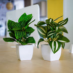 Artificial Green Dracaena Plants with Pots for Home & Office Decor (Set of 2)
